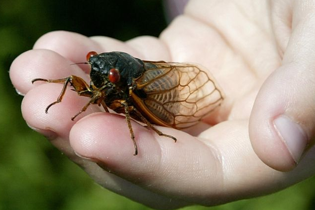 John Cicada