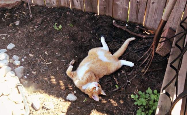 Feline Fly Hunter